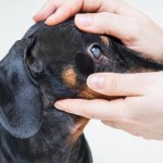 black dog with cataract eyes