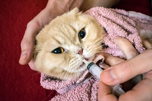 person giving cat liquid medicine with syringe