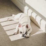 french bulldog lying in sun