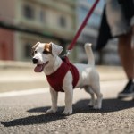 dog walking in the street