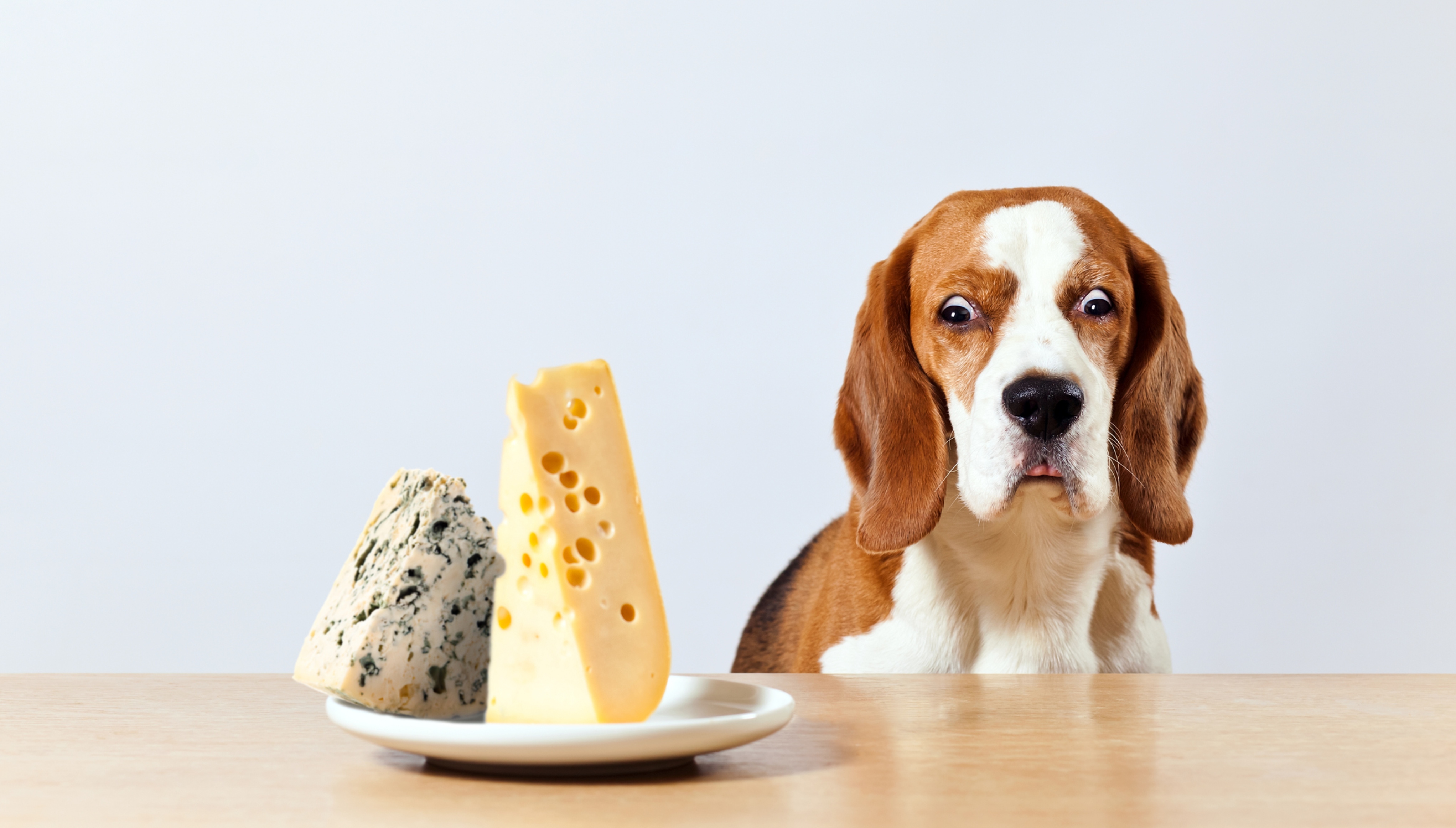 dog with plate of cheese