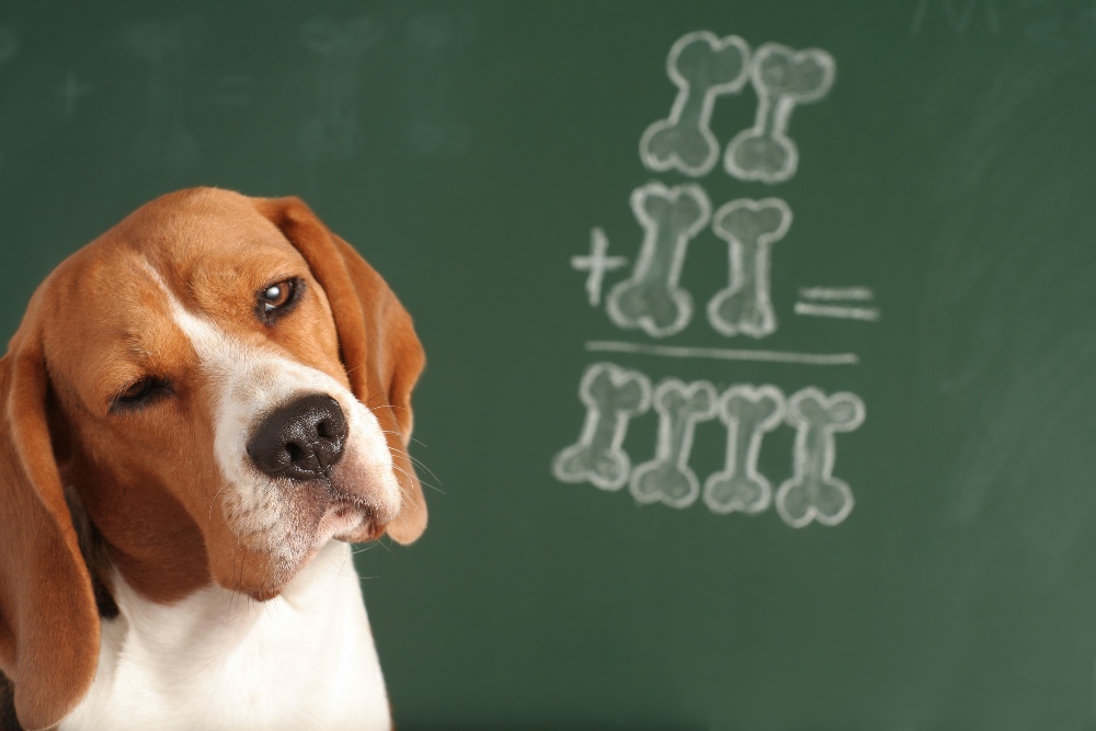 beagle dog next to chalk board