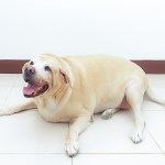 fat labrador dog on the floor