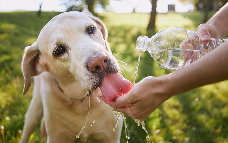 Dog drinking water from a bottle.