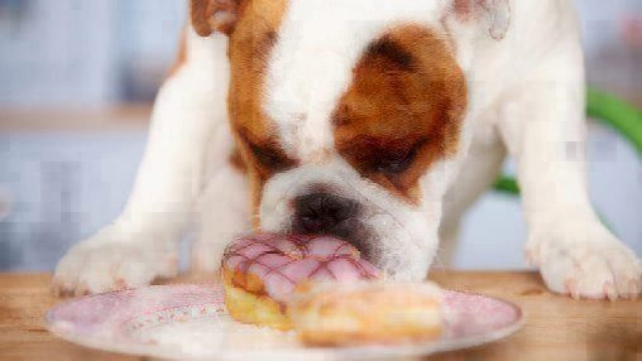 Dog eating a donut