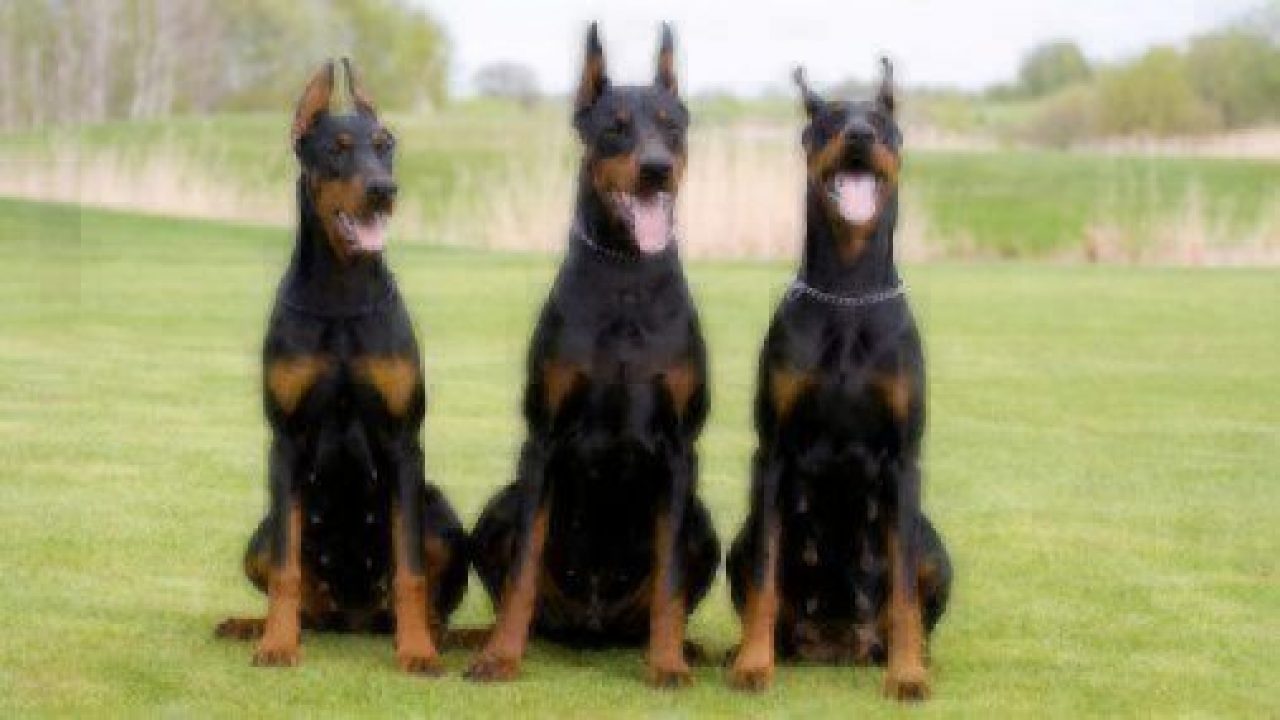 three doberman pinscher dogs