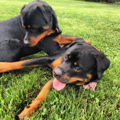 Two rottweiler dogs in grass