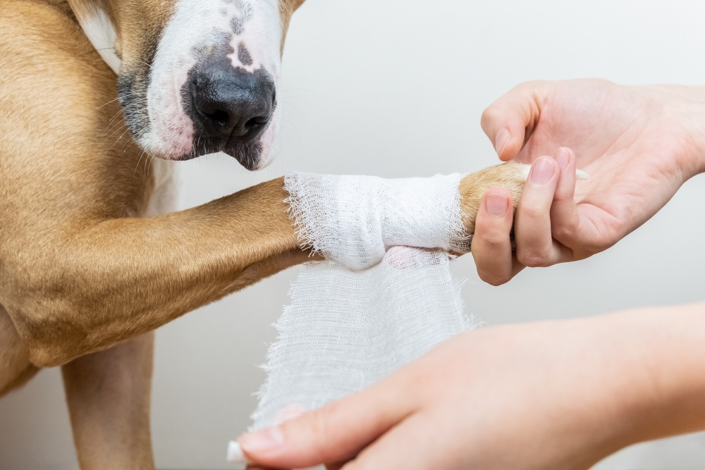 Dog injury getting paw wrapped with bandage
