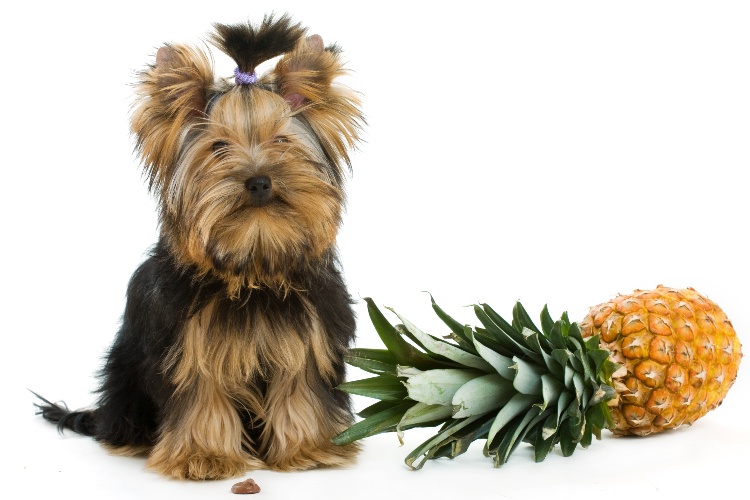 Dog with pineapple