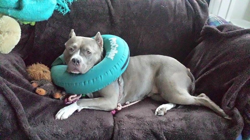gray dog in cone collar