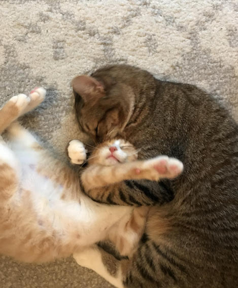 Two cats playing