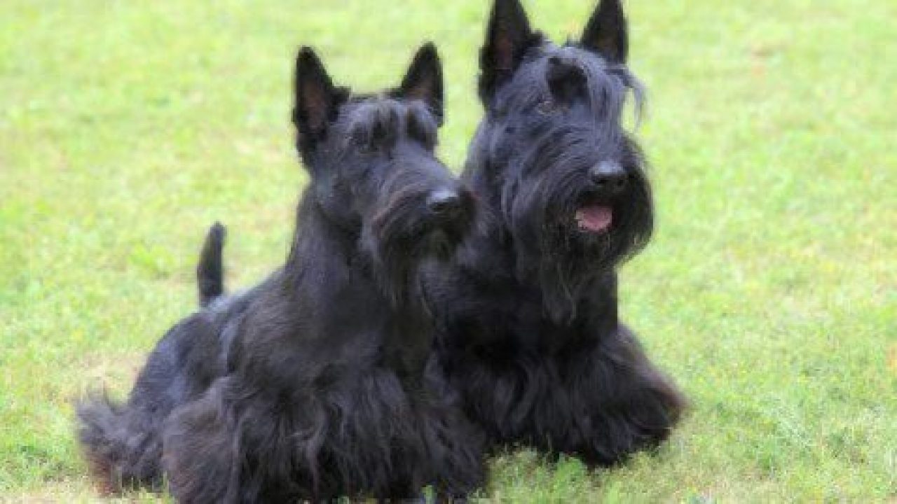 two scottish terrier dogs in grass