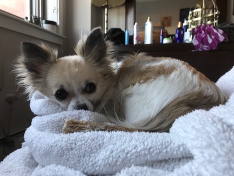 Long haired chihuahua curled up