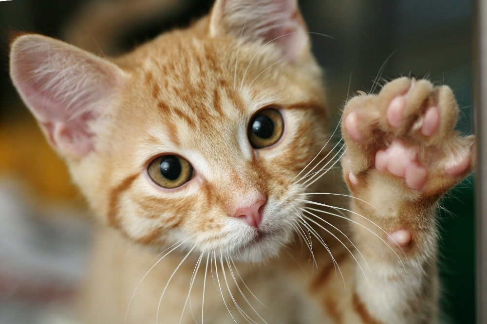 orange kitten lifting paw