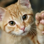 orange kitten lifting paw