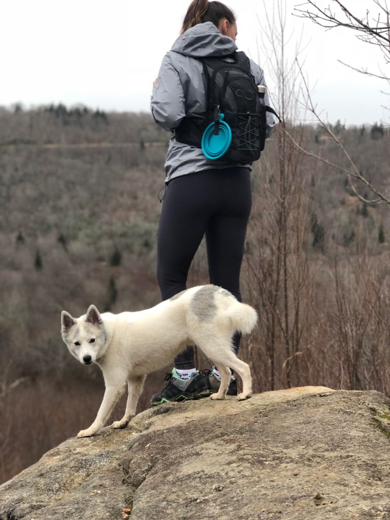 Dog on a hike