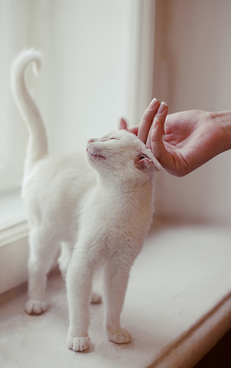 White cat being petted