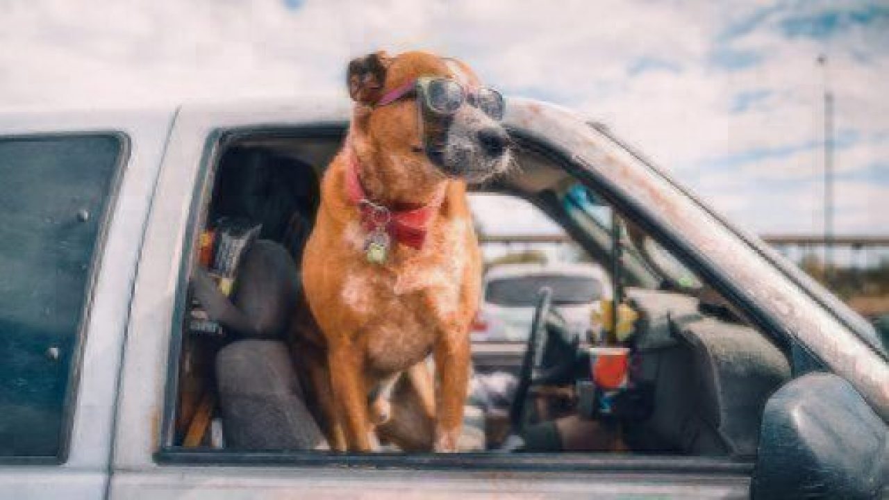 summer car trip with dog