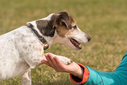Jack Russell dog shaking hands 
