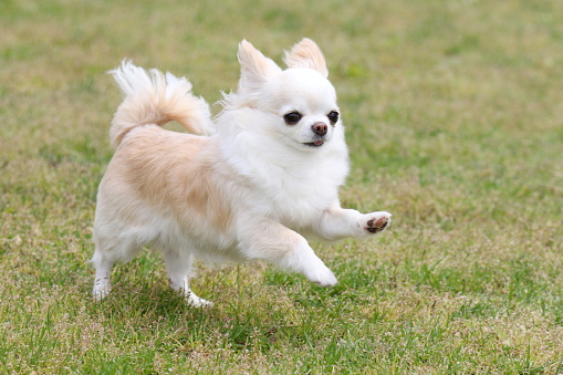 Chihuahua running