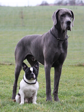 Great dane dog next to french bulldog
