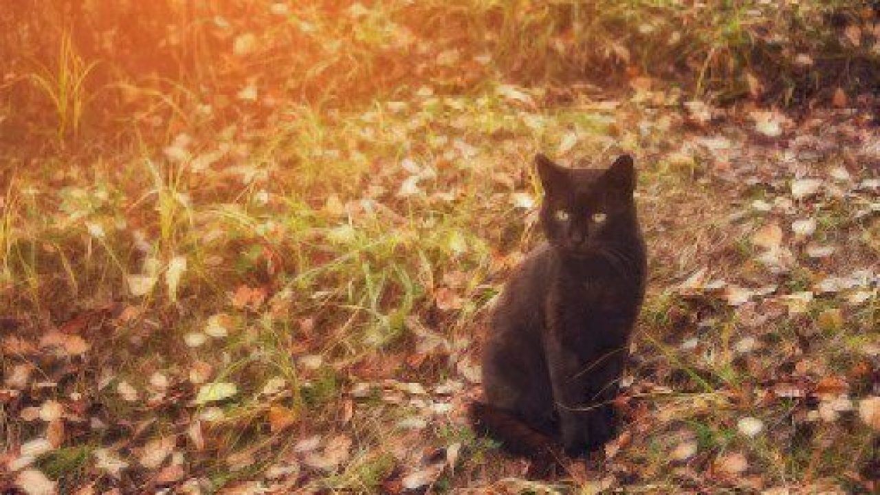 Beautiful graceful black cat with yellow eyes sitting on yellow leaves in autumn. Toned.