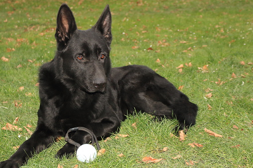 black german shepherd dog in grass