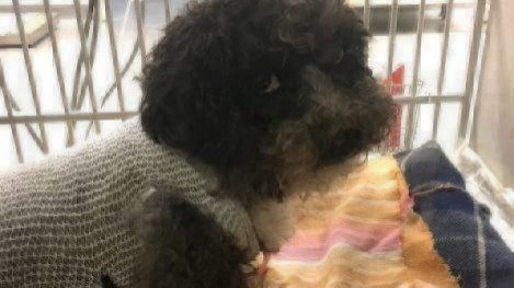 black scruffy dog wearing sweater