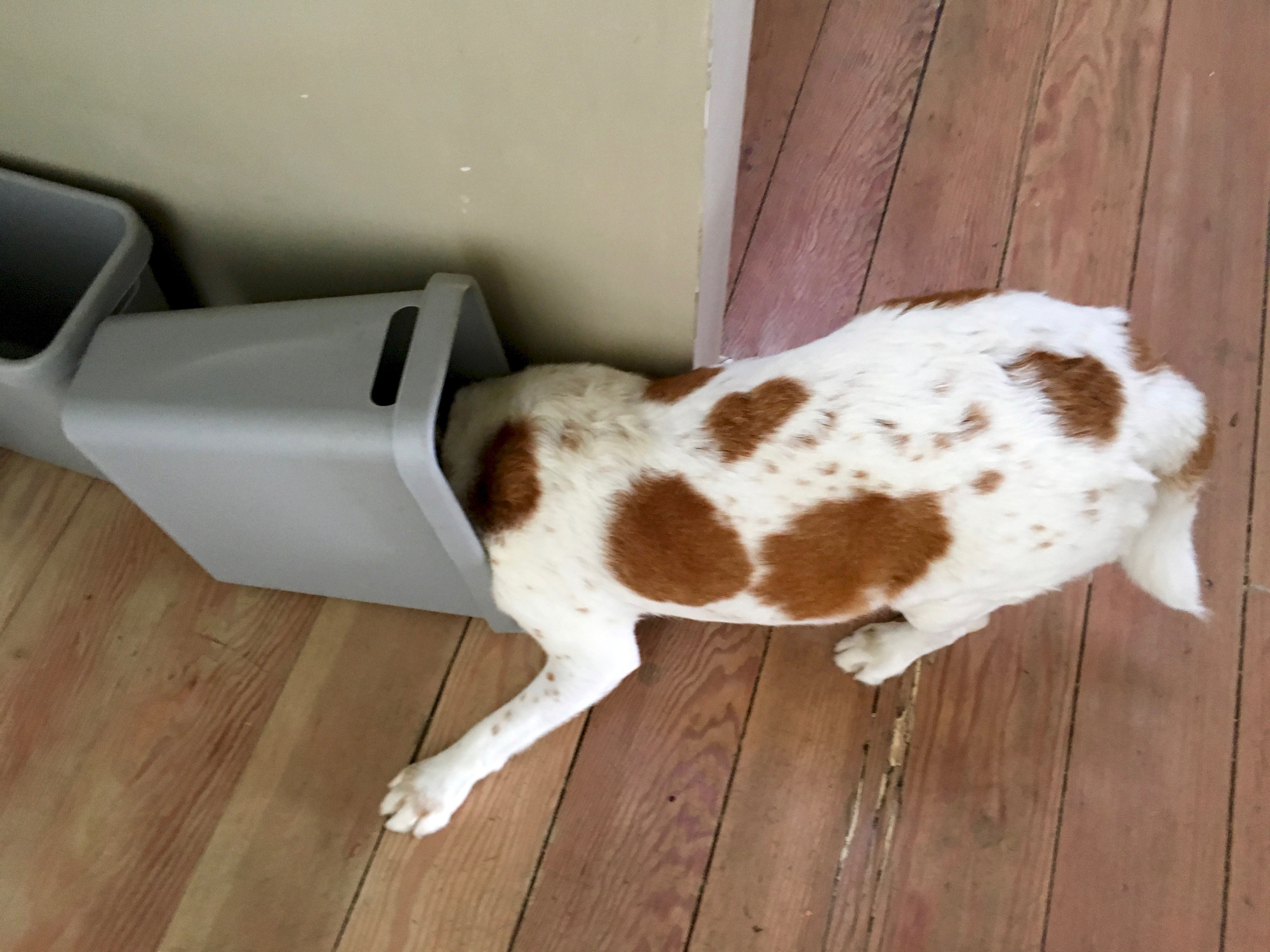 white and brown dog with head in the trash bin