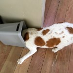 white and brown dog with head in the trash bin