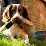 dog with duck toy