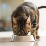 tabby cat eating from silver bowl
