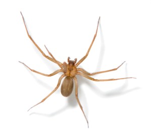 Brown recluse spider on white.