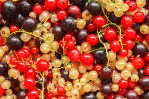 can dogs eat currants