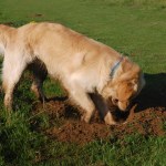 dog digging up your yard