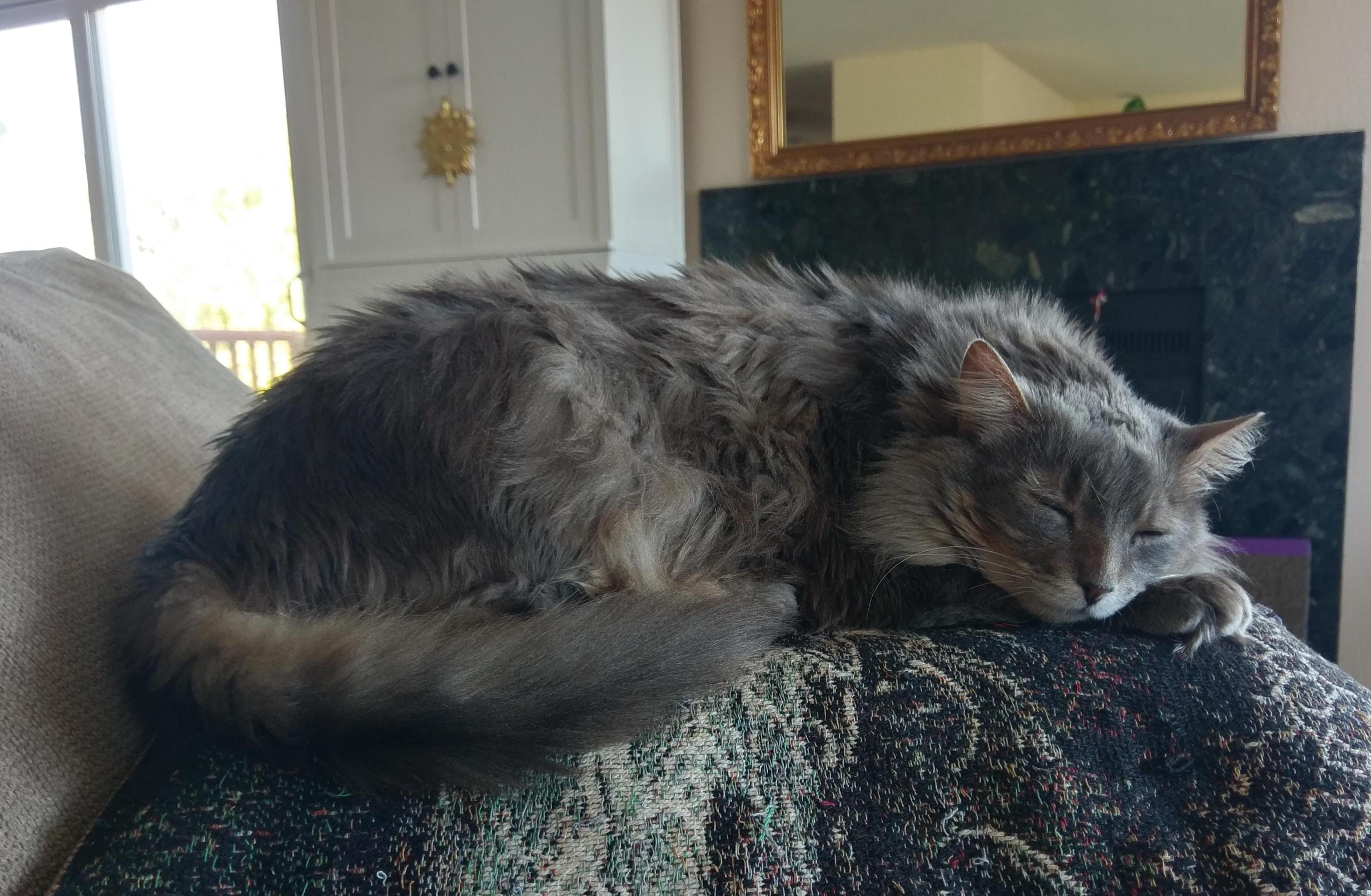 gray fluffy cat sleeping