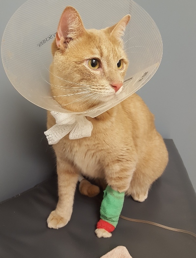 Orange tabby cat wearing a cone
