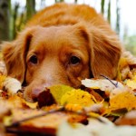 Dog lying in leaves