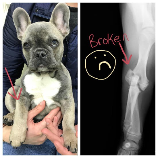 x-ray of puppy's broken leg