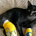 cat with leg in a cast