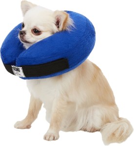 dog wearing inflatable recovery collar