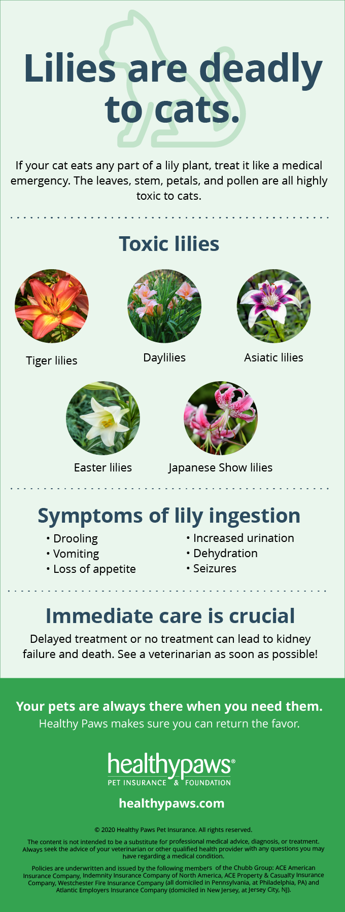 Infographic showing types of lilies and lilies are toxic to pets