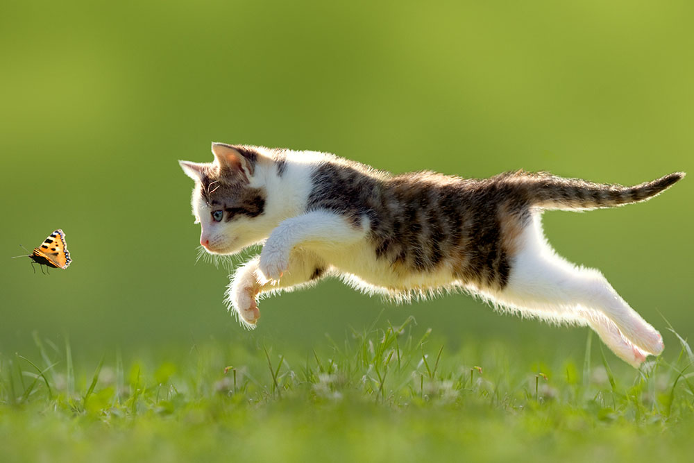 Cat chasing a butterfly: Bugs are a spring hazard for pets