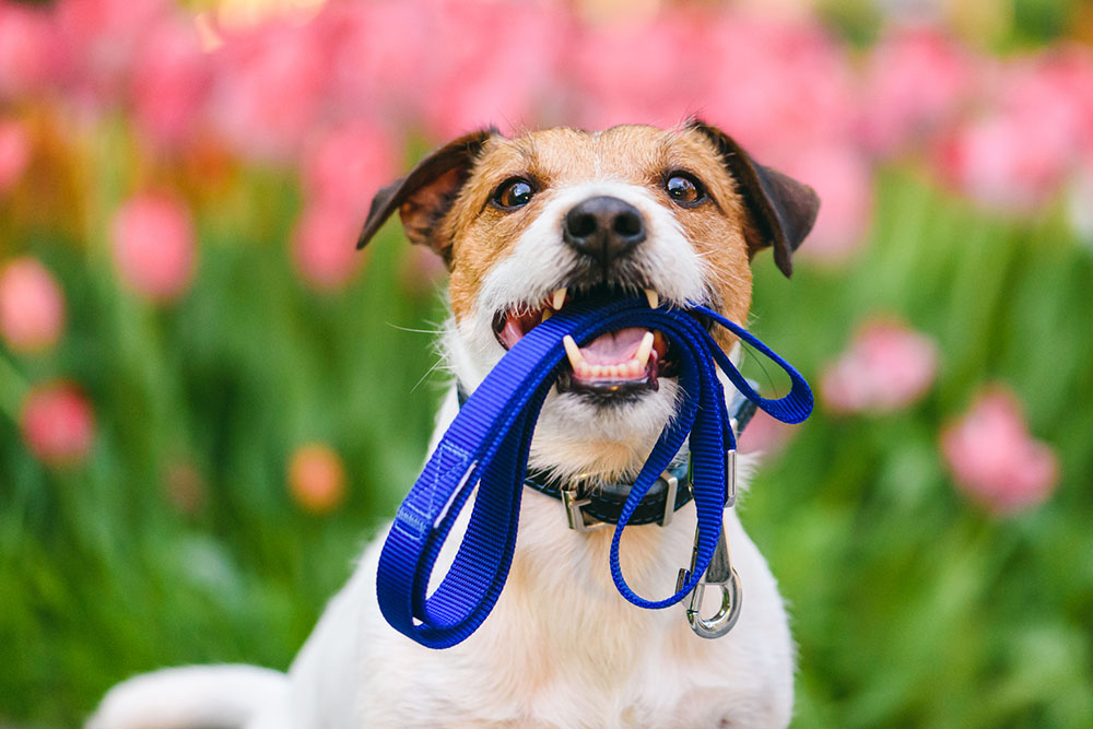 Dog with leash: Toxic plants are a spring hazard for pets