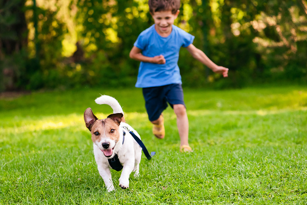 Dog running: Overexertion can cause heat stroke in pets