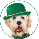 Irish dog 