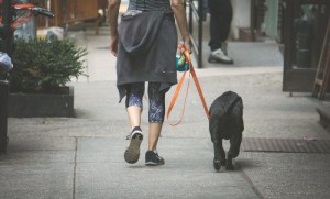 person walking black lab dog on sidewalk