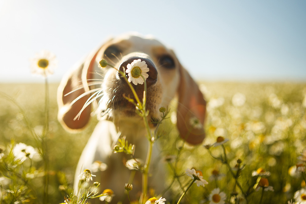 Dog smelling a flower