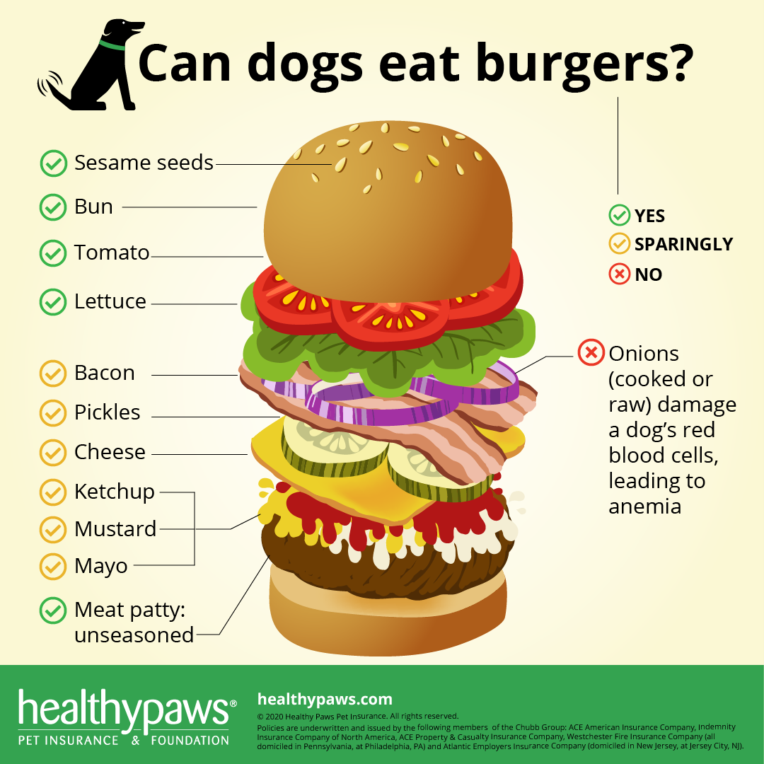 can dogs eat burgers infographic