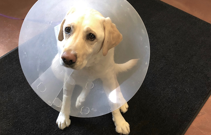 Blossom the lab with a cone